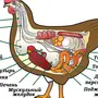 Внутреннее Строение Птицы Рисунок