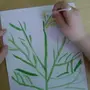 Мимоза палочками рисунок рисунок для детей