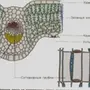 Категория Биология