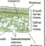 Внутреннее строение листа рисунок