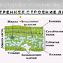 Внутреннее строение листа рисунок