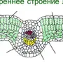 Категория Биология