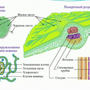 Внутреннее Строение Листа Рисунок