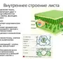 Внутреннее строение листа рисунок