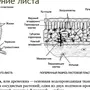 Внутреннее Строение Листа Рисунок