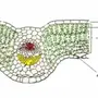 Внутреннее строение листа рисунок