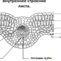 Внутреннее строение листа рисунок