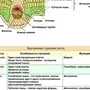 Внутреннее Строение Листа Рисунок