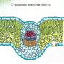 Внутреннее строение листа рисунок