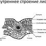 Внутреннее строение листа рисунок