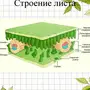 Внутреннее строение листа рисунок