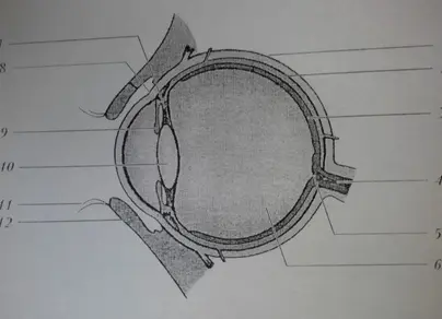 Рисунок глаза биология