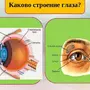 Рисунок Глаза Биология