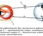 Рисунок глаза биология