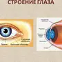 Рисунок глаза биология