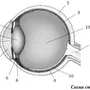 Рисунок Глаза Биология