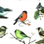 Рисунок Зимующие Птицы