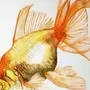Золотая рыбка рисунок