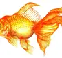 Золотая Рыбка Рисунок