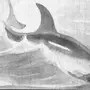 Рисунок к рассказу акула