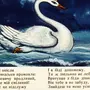 Лебедушка есенин рисунок