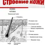 Рисунок кожи биология 8 класс