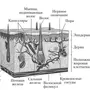 Рисунок кожи биология 8 класс