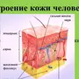 Рисунок Кожи Биология 8 Класс