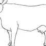 Морда коровы рисунок