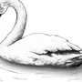 Лебедь шипун рисунок