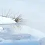 Ледоход на реке рисунок