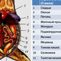 Скелет лягушки рисунок