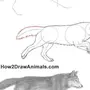 Нарисовать волка карандашом поэтапно для начинающих
