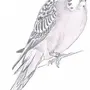 Как Нарисовать Волнистого Попугая