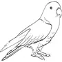 Как нарисовать волнистого попугая