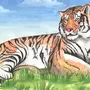 Амурский Тигр Рисунок Карандашом