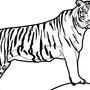 Амурский тигр рисунок карандашом