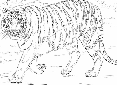 Амурский тигр рисунок карандашом