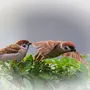Птицы