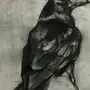Ворон рисунок карандашом
