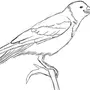 Ворона на ветке рисунок
