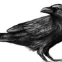 Ворона на ветке рисунок