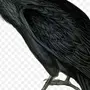 Ворона картинка рисунок