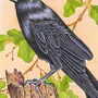 Ворона картинка рисунок