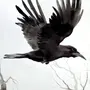 Ворона летит рисунок