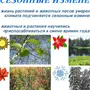 Фенологические изменения в природе рисунок