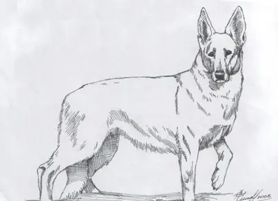 Рисунок собаки овчарки