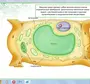 Рисунок По Биологии 5 Класс