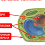 Рисунок по биологии 5 класс