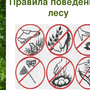 Рисунок правила поведения в лесу